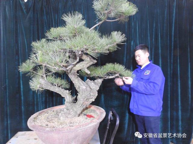 赵玉栋黑松盆景制作艺术