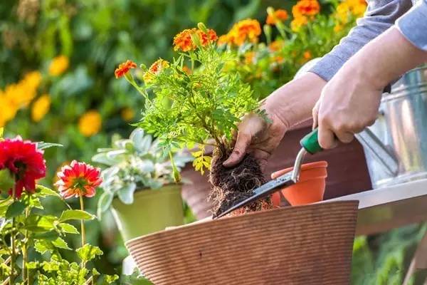 如何为心爱的盆景做体检?