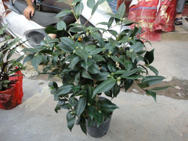 盆栽山茶花的高压繁殖