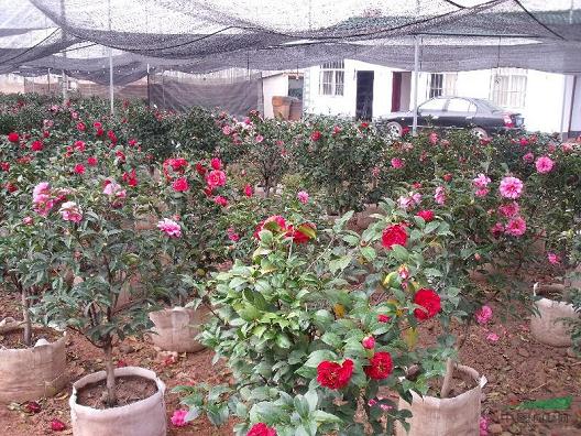 山茶花盆栽的光照条件