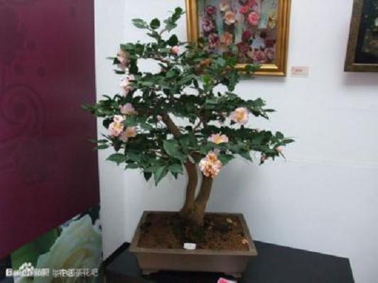 山茶花盆栽的肥料要求介绍(下)