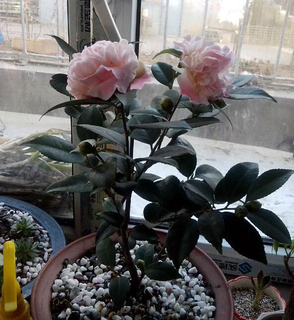 盆栽山茶花的种子穗嫁接法