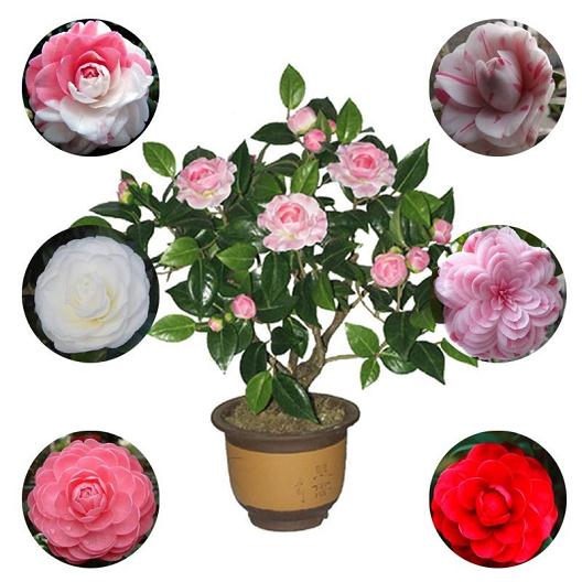 盆栽山茶花杂交育种的方法