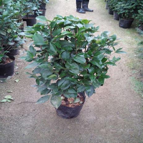 盆栽山茶花的幼苗砧嫁接技术