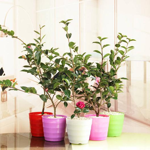 山茶花盆栽用土酸碱度的调节