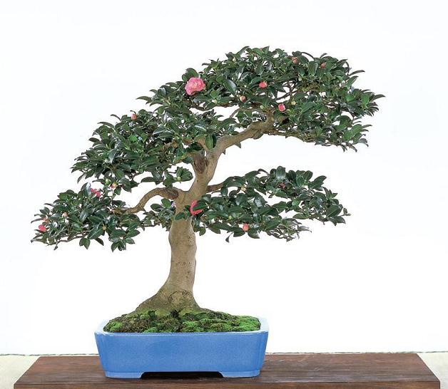 如何避免家庭盆栽茶花枯死?