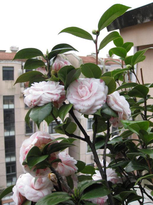 盆栽山茶花的根部覆盖保湿