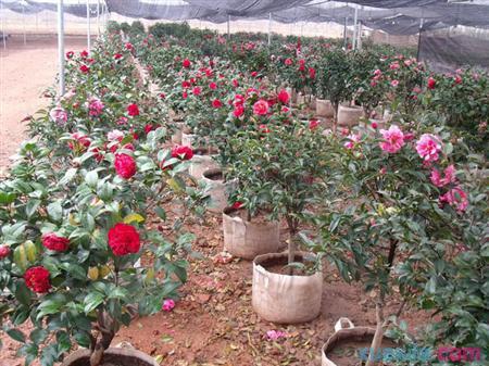 盆栽山茶花的化学整形