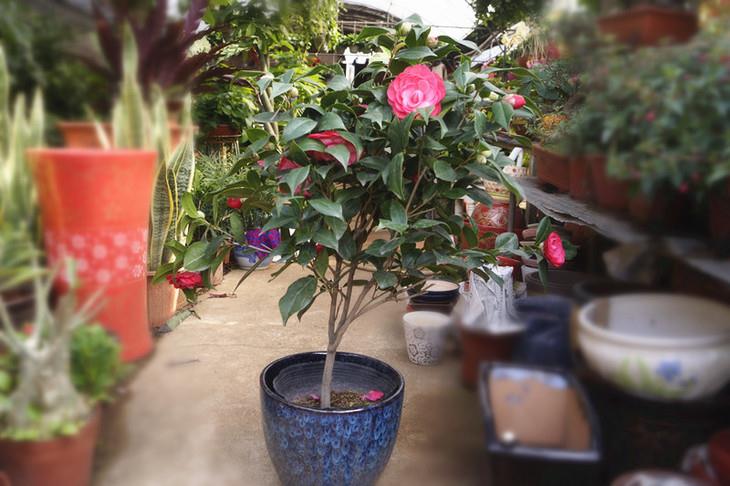 盆栽山茶花管理要注意通风透气