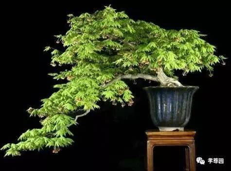 盆景栽培之五角枫