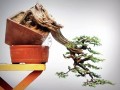 图解 樊顺利大师演示刺柏盆景怎么制作的实例