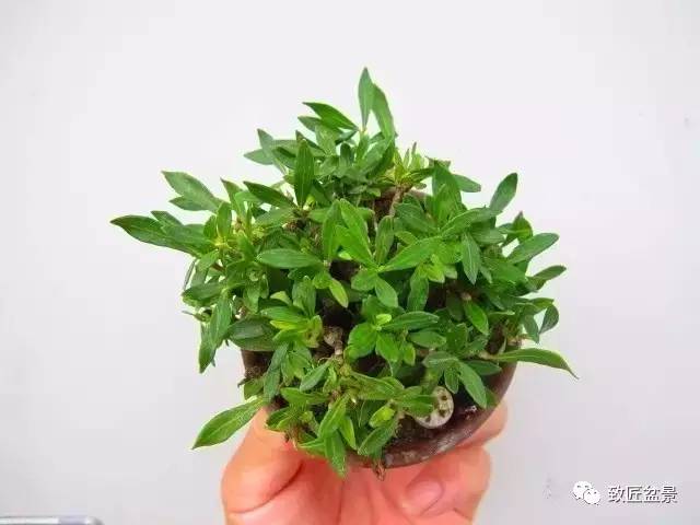 喜代誉及栀子盆景的养护