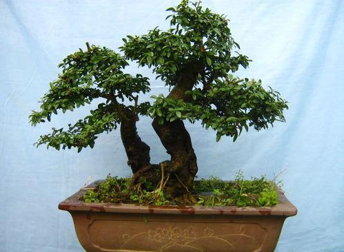 水蜡盆景的养护与制作