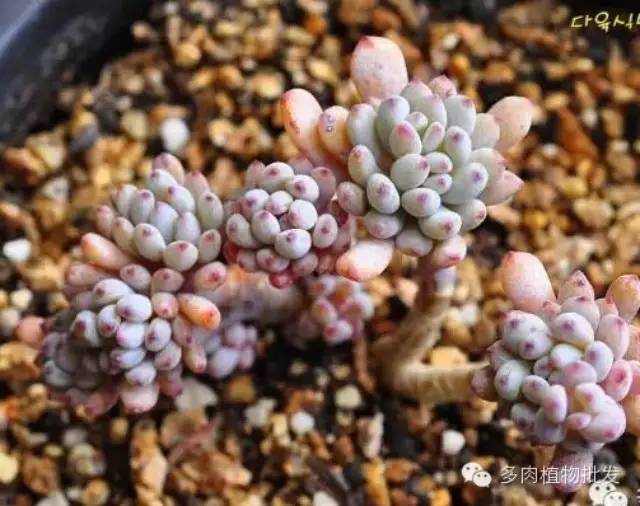 桩还是老的耐看，老桩盆景欣赏