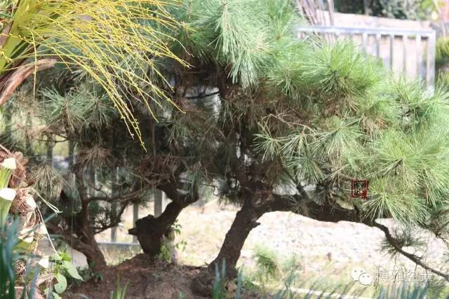 记:十几棵下山桩的初次造型后有感