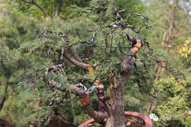 十几棵下山桩的造型设计的方法 图片