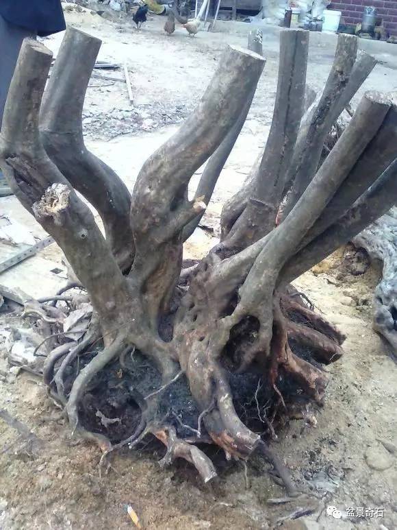 如何提高下山桩成活率？