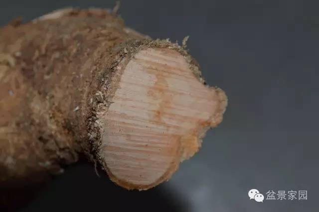 图解 下山桩盆景的截口处理