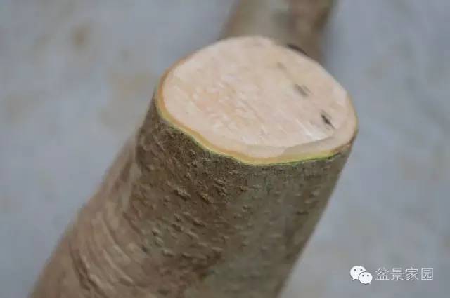 图解 下山桩盆景的截口处理