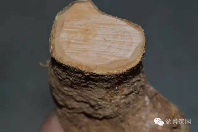 图解 下山桩盆景的截口处理