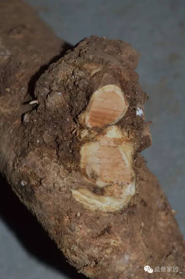 图解 下山桩盆景的截口处理