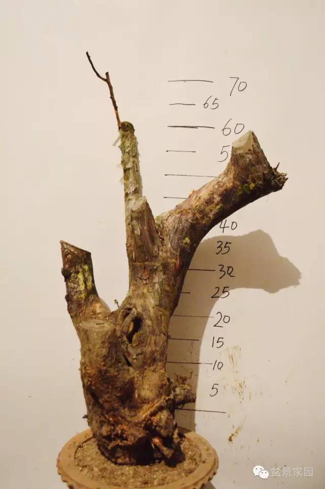 柏树舍利骨雕刻过程