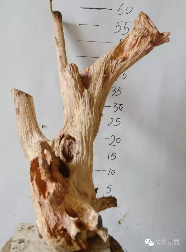 柏树舍利骨雕刻过程