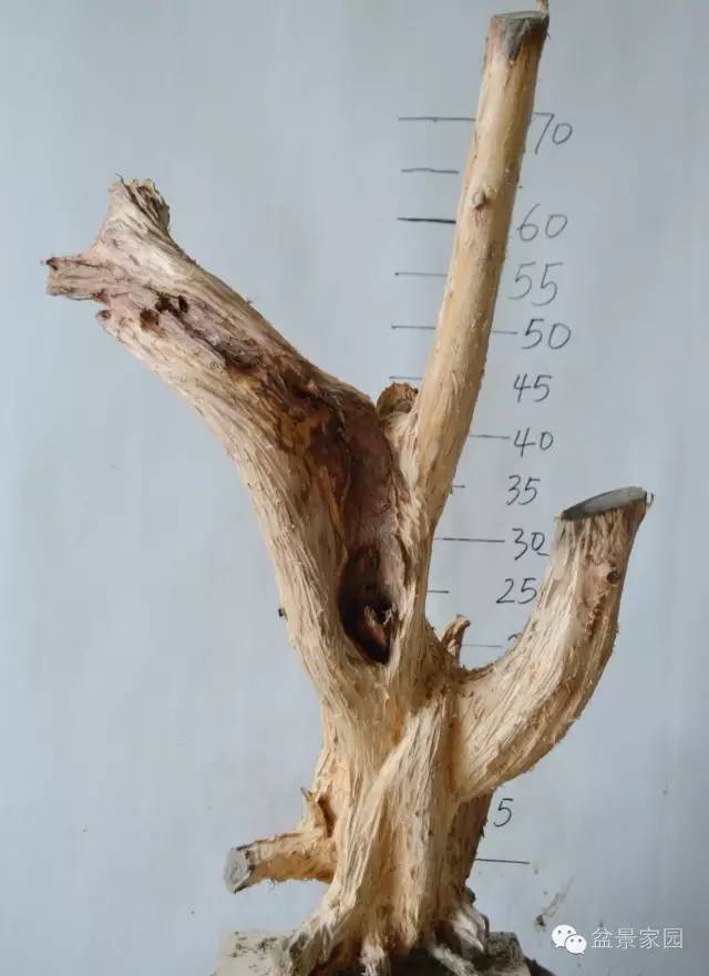 柏树舍利骨雕刻过程