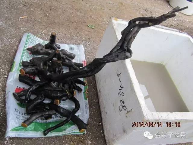 种金弹子下山桩