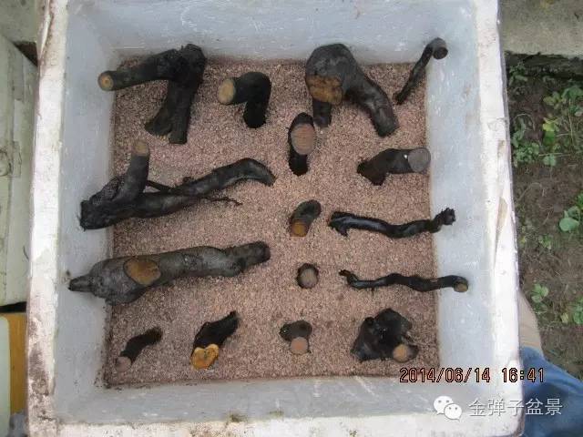 图解 种金弹子下山桩发芽的过程