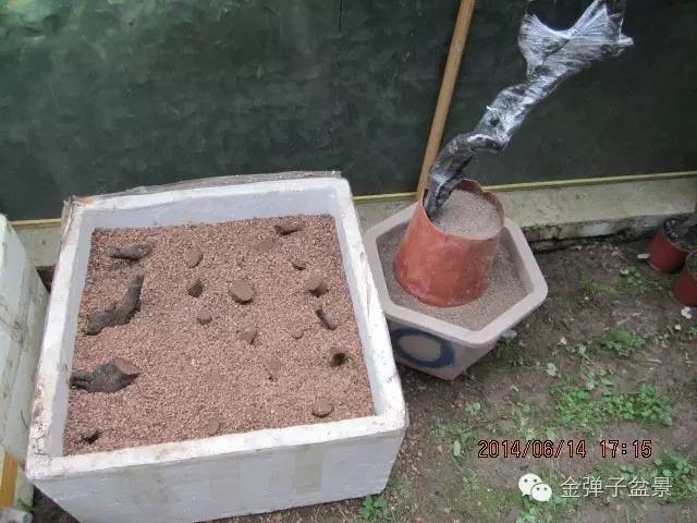 图解 种金弹子下山桩发芽的过程