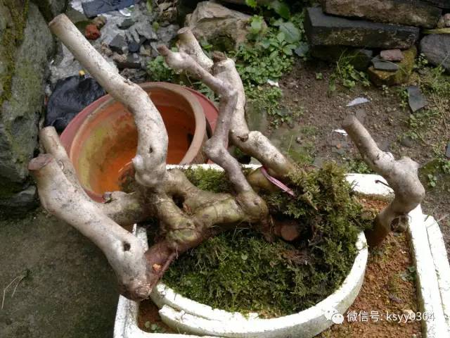 讲解下山桩成活技术~