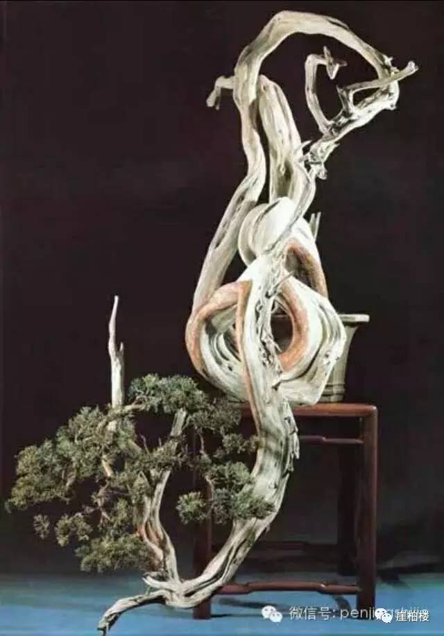 崖柏下山桩的冬季栽培管理2