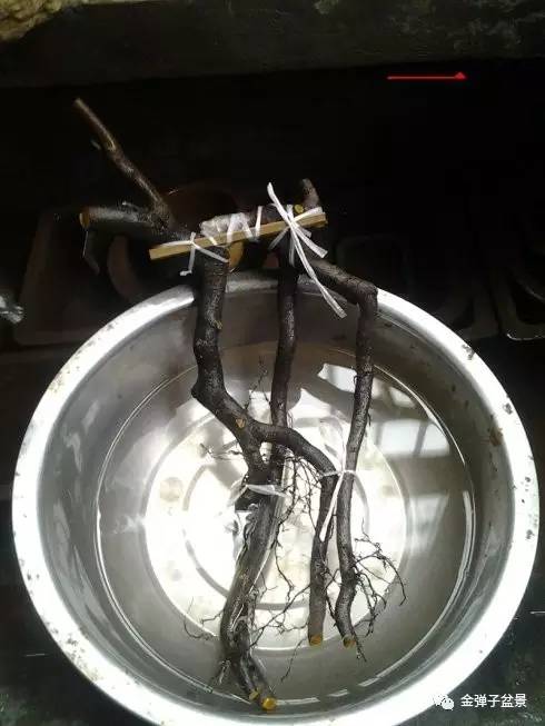 图解 金弹子生桩下山桩栽培设计步骤