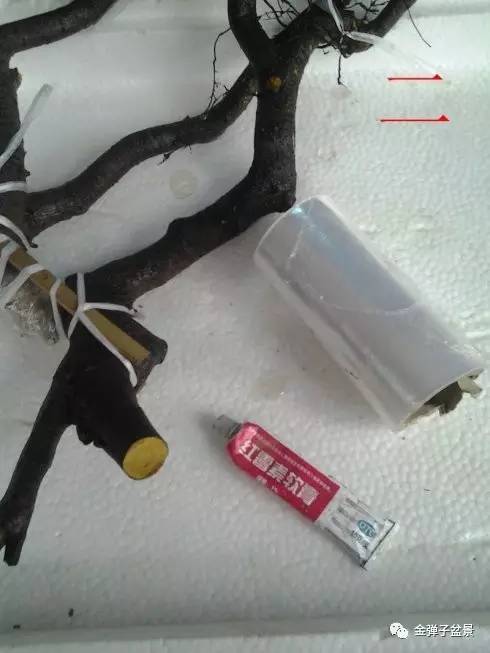 图解 金弹子生桩下山桩栽培设计步骤