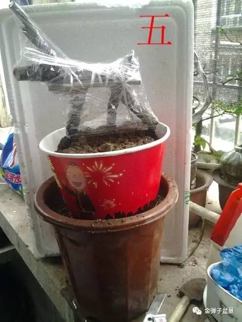 图解 金弹子生桩下山桩栽培设计步骤