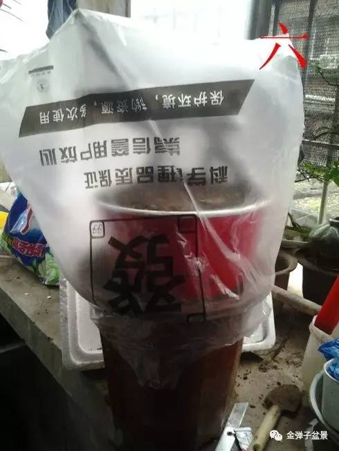 图解 金弹子生桩下山桩栽培设计步骤