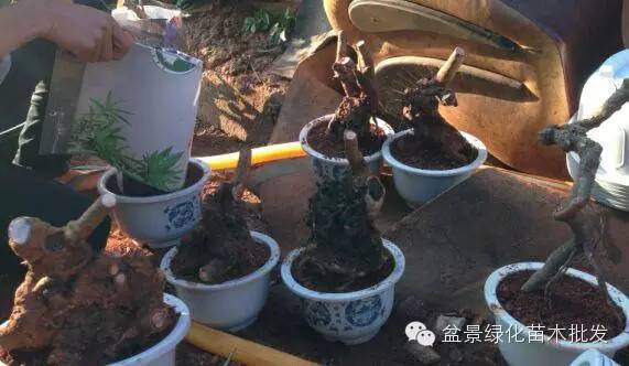 下山桩怎么栽种的方法 仅供参考