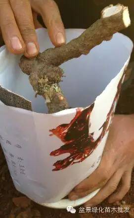 下山桩怎么栽种的方法 仅供参考