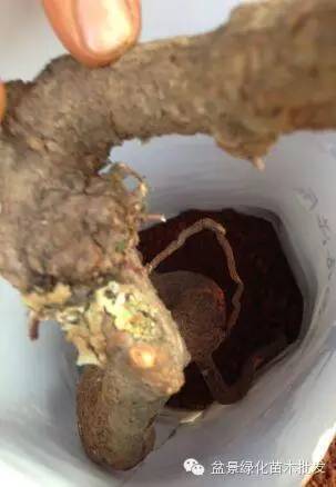 下山桩怎么栽种的方法 仅供参考