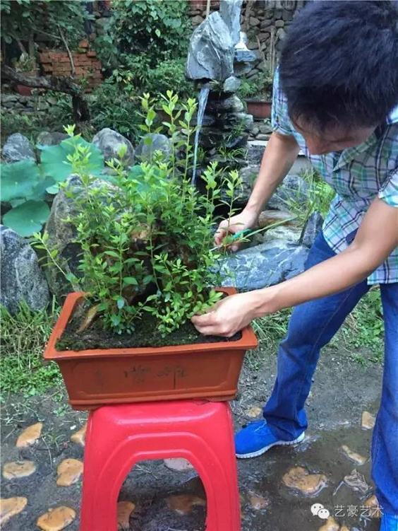 下山桩定型拔芽处理