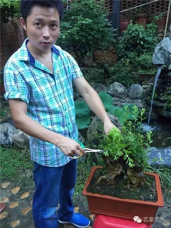 下山桩怎么定型拔芽的处理方法