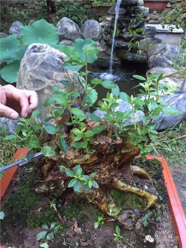 下山桩怎么定型拔芽的处理方法