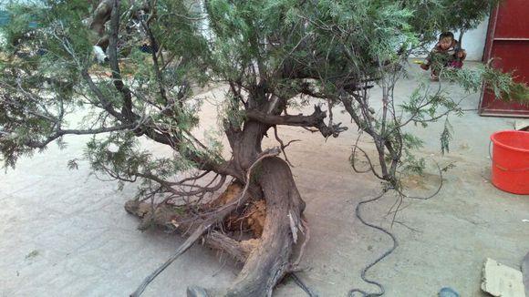 侧柏下山桩100%成活的7个要诀