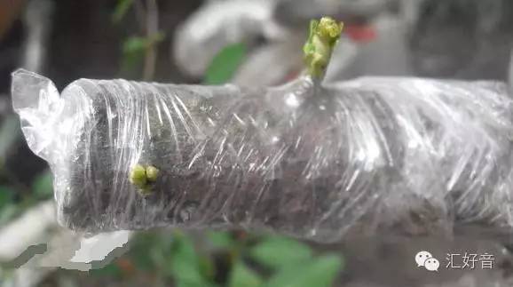 生桩下山桩栽种经验谈