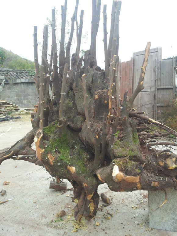 本人的金弹子下山桩种植经验