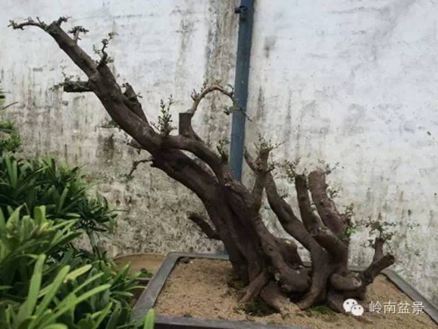 实用盆景技艺摘抄——下山桩种养的五个环节