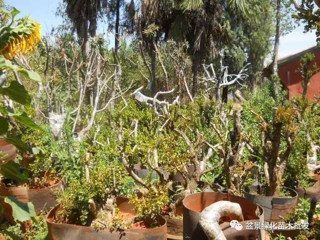 黄杨山松以及各类下山桩种植~仅供参考~纯手打