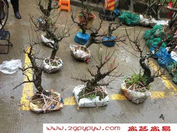 &ldquo;三水盆景协会&rdquo;成立之----下山桩市场