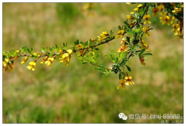 建议想购买金雀下山桩的新手朋友注意以下几点